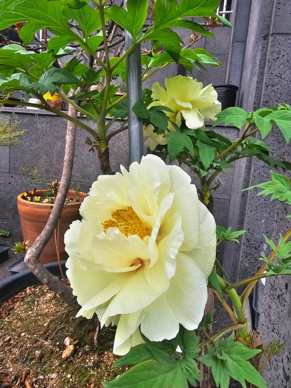 f50c9e62d4b4a3a1f8b23e1a24568369_1744941