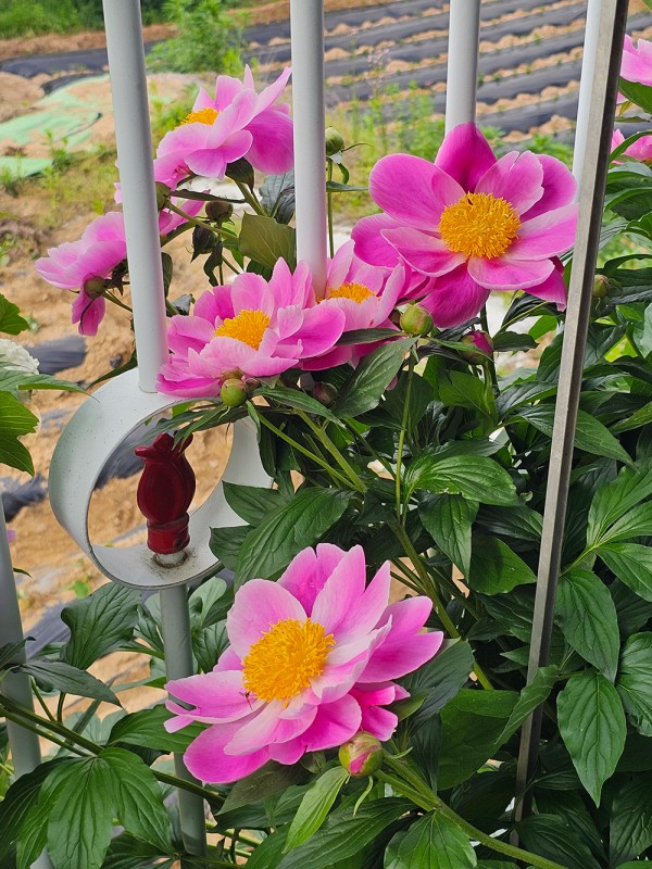 c621cc0322a1d0029e9f0e5aecd61dc8_1747795