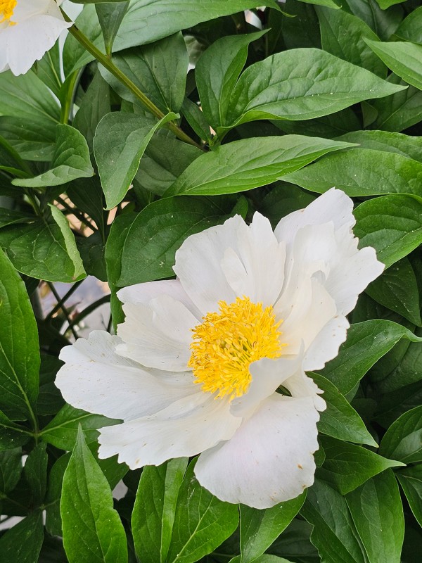 c621cc0322a1d0029e9f0e5aecd61dc8_1747795