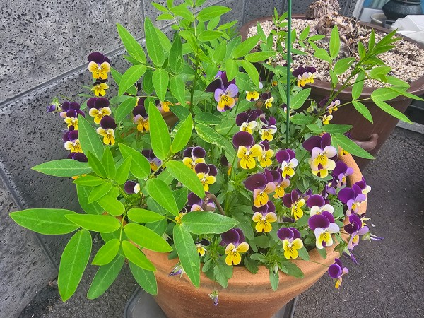 c621cc0322a1d0029e9f0e5aecd61dc8_1747795