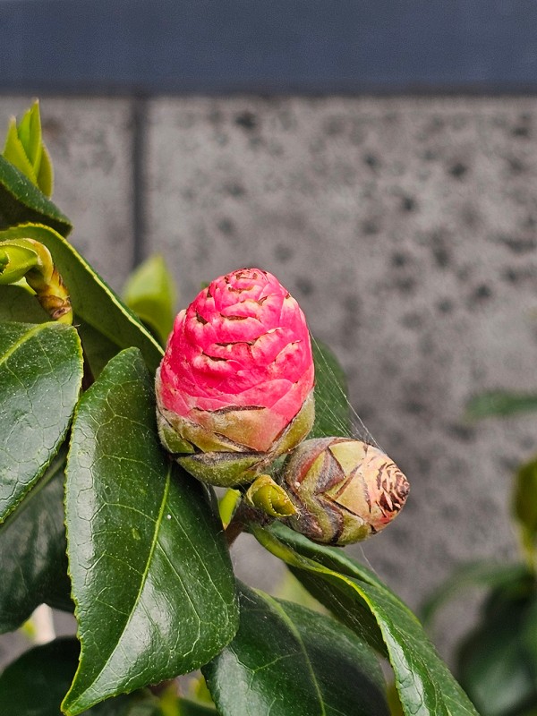 c621cc0322a1d0029e9f0e5aecd61dc8_1747795